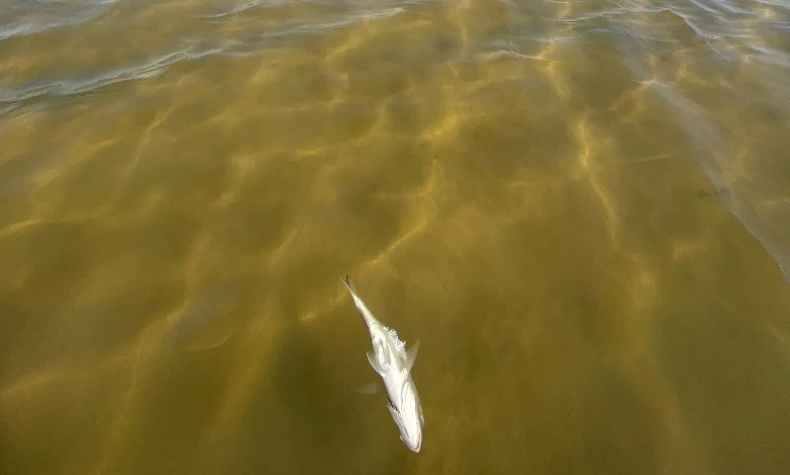 Preocupación por la mortandad de peces en la laguna de Los Lances en Tarifa