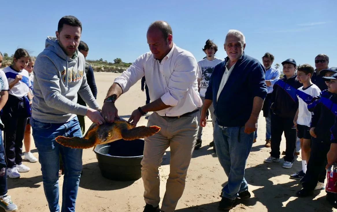 Liberadas tres tortugas en la playa de La Ballena