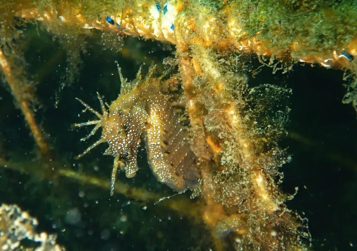 Caballitos de mar colonizan en tiempo récord los nuevos arrecifes del Puerto de Vigo