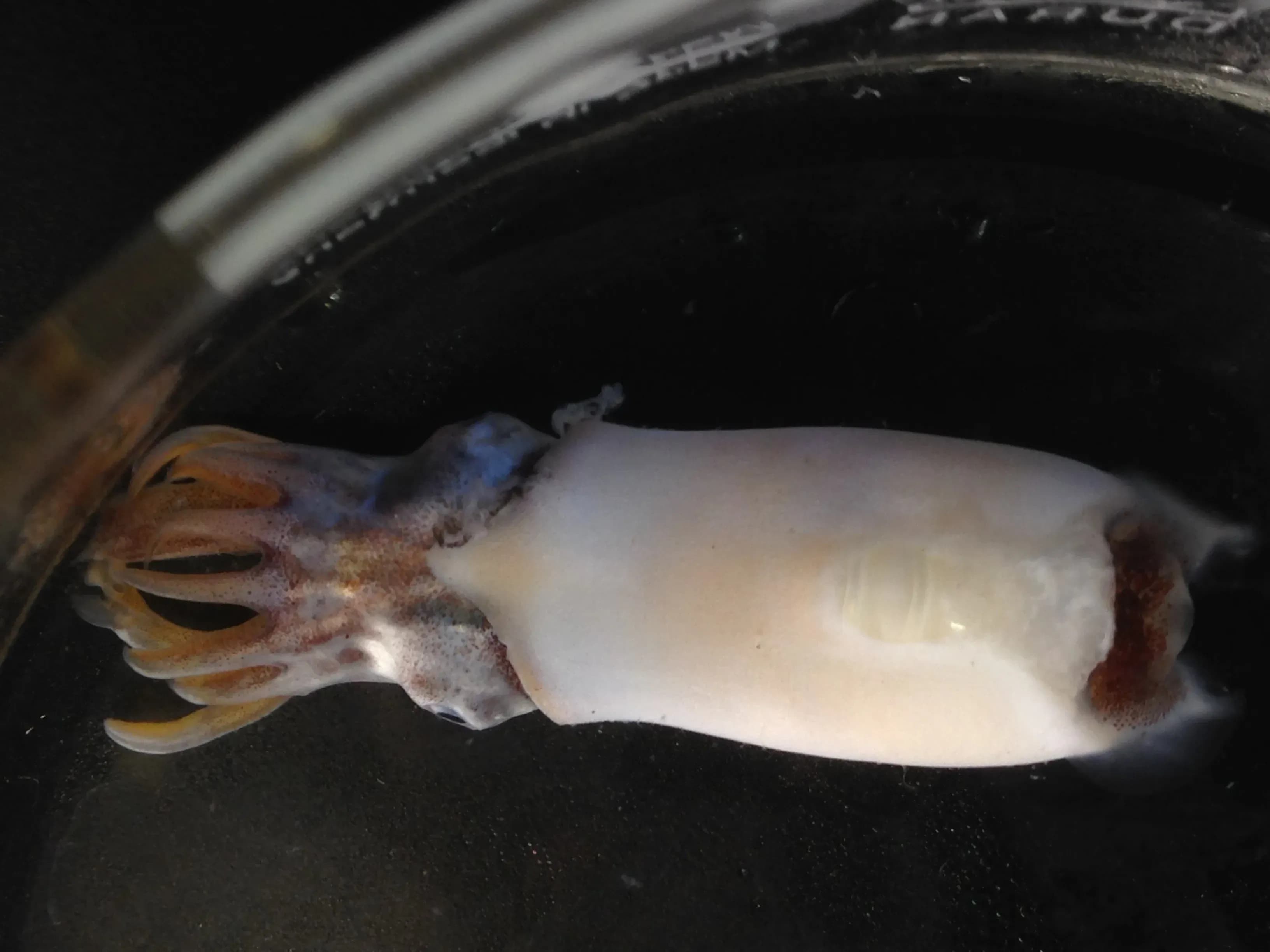 Un estudio internacional revela el secreto evolutivo del éxito de calamares y sepias