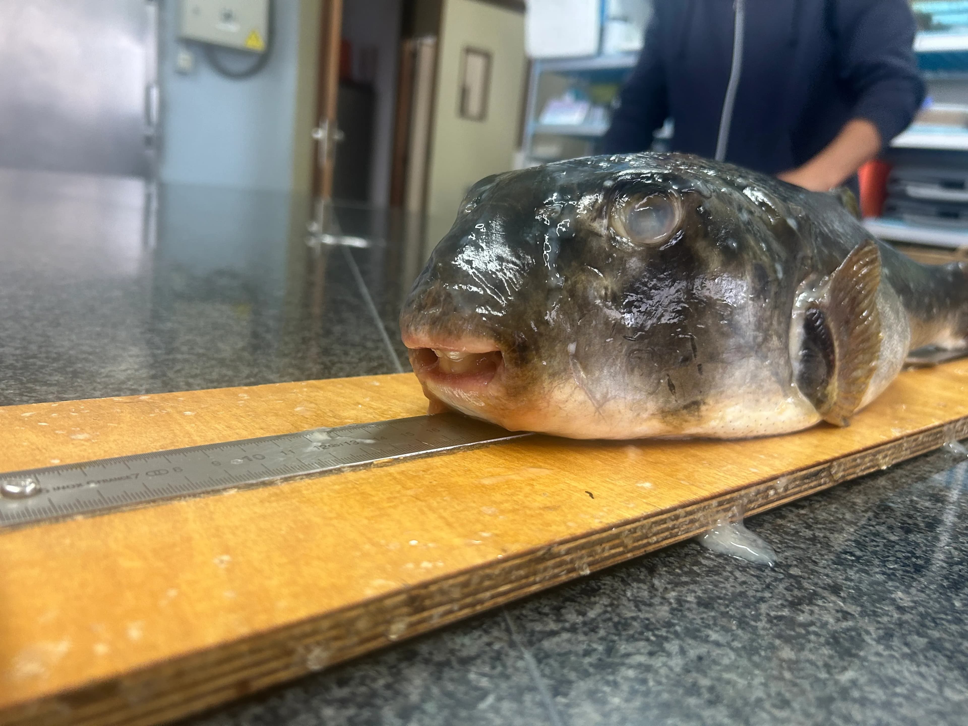 Nuevas especies de peces globo confirman la tropicalización de las aguas españolas