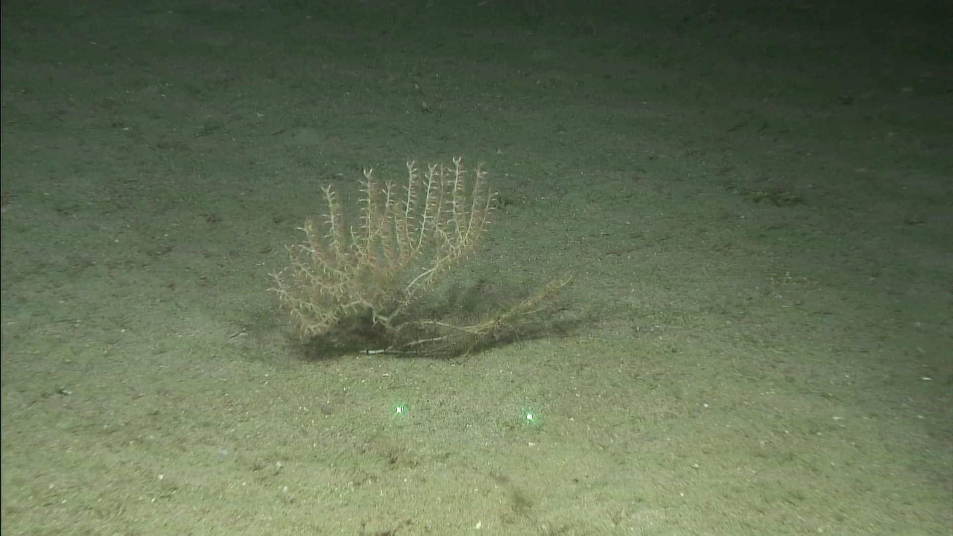 El Instituto Español de Oceanografía concluye dos campañas para estudiar los montes submarinos del mar de Alborán