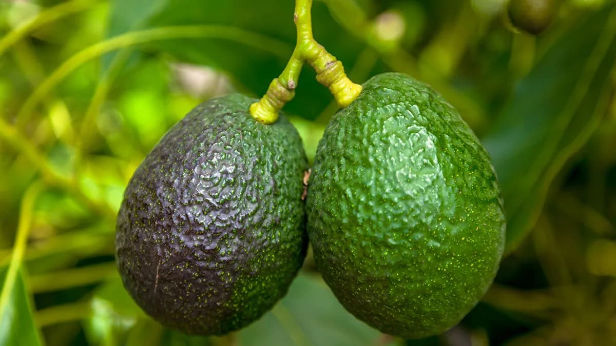 El Puerto de Algeciras, anfitrión del III Seminario Internacional de Aguacates y Frutas Tropicales