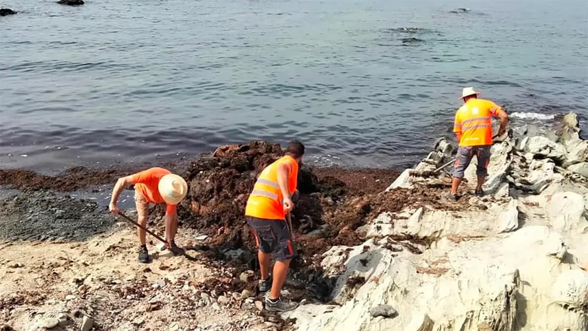 La APBA lleva a cabo tareas de limpieza y retirada de algas en la playa de La Caleta