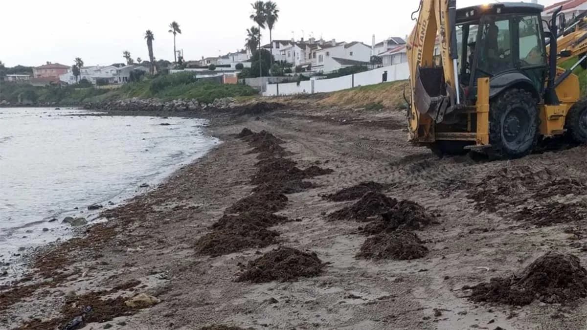 La APBA impulsa la retirada de algas invasoras en Tarifa y Algeciras