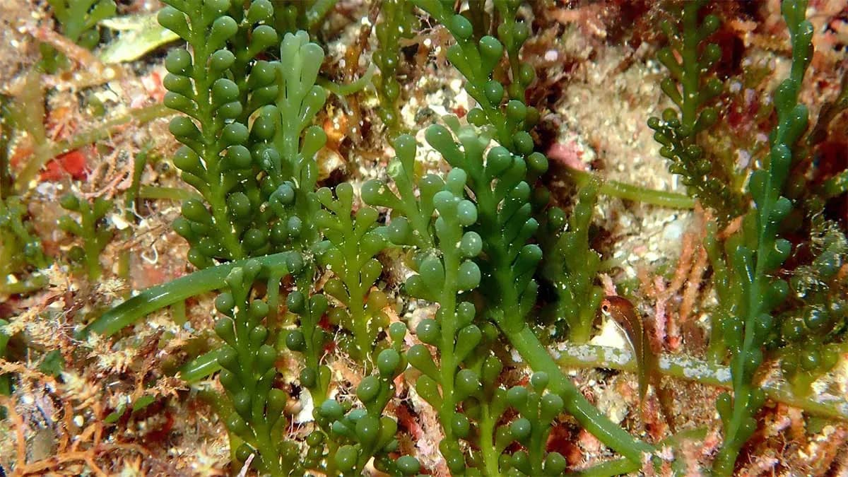 Un estudio del IEO-CSIC analiza 17 años de datos sobre el impacto de cinco especies de algas invasoras en el litoral de Menorca