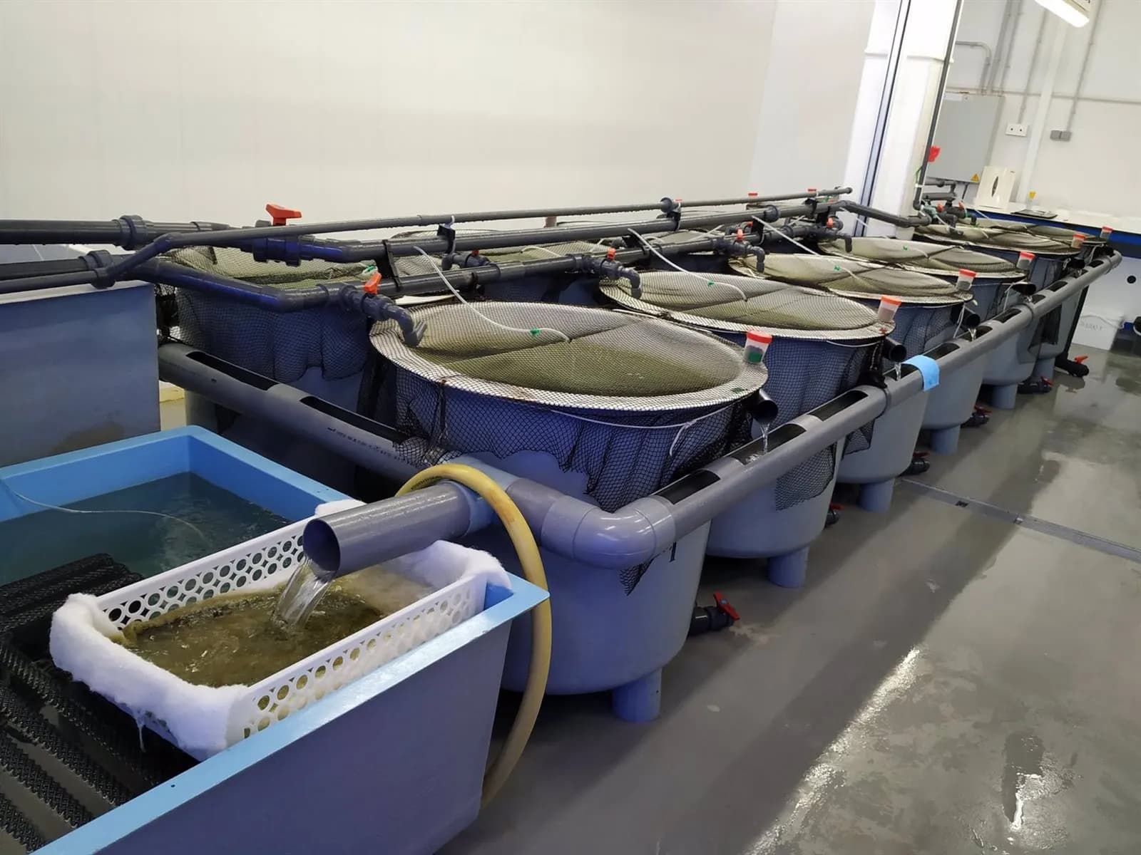 Investigadores de la UCA crean un sistema innovador que utiliza microalgas para el tratamiento de aguas y la producción de piensos