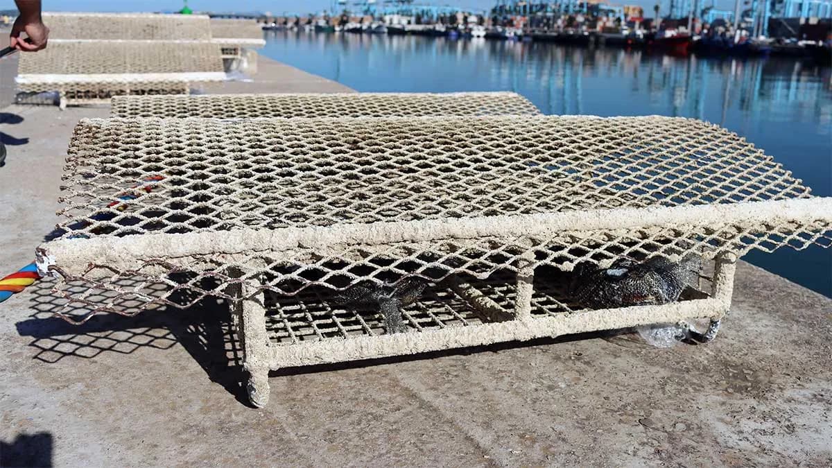 La APBA instala seis microarrecifes biomiméticos para mejorar la biodiversidad en el muelle del Paseo Marítimo de Ribera