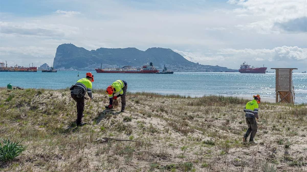 La APBA planta 50.000 ejemplares de especies dunares autóctonas en el litoral de San Roque
