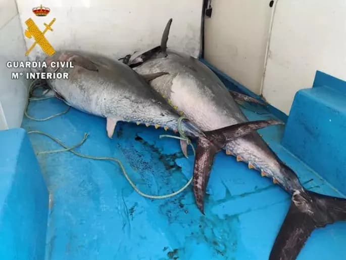 Interceptan en Marbella 200 kilos de atún rojo capturados ilegalmente