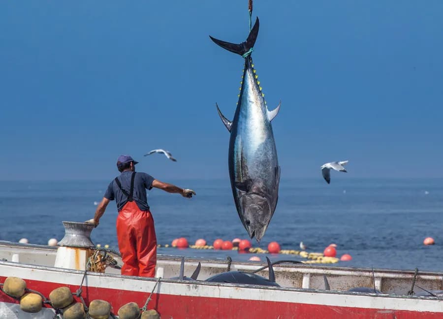 Pescadores artesanales del Estrecho de Gibraltar solicitan cuota de atún rojo al gobierno central