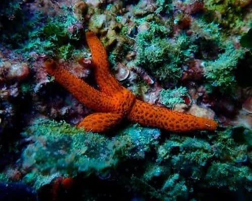 El Puerto de Barcelona amplía su programa de regeneración marina con 400 nuevas estructuras biomiméticas