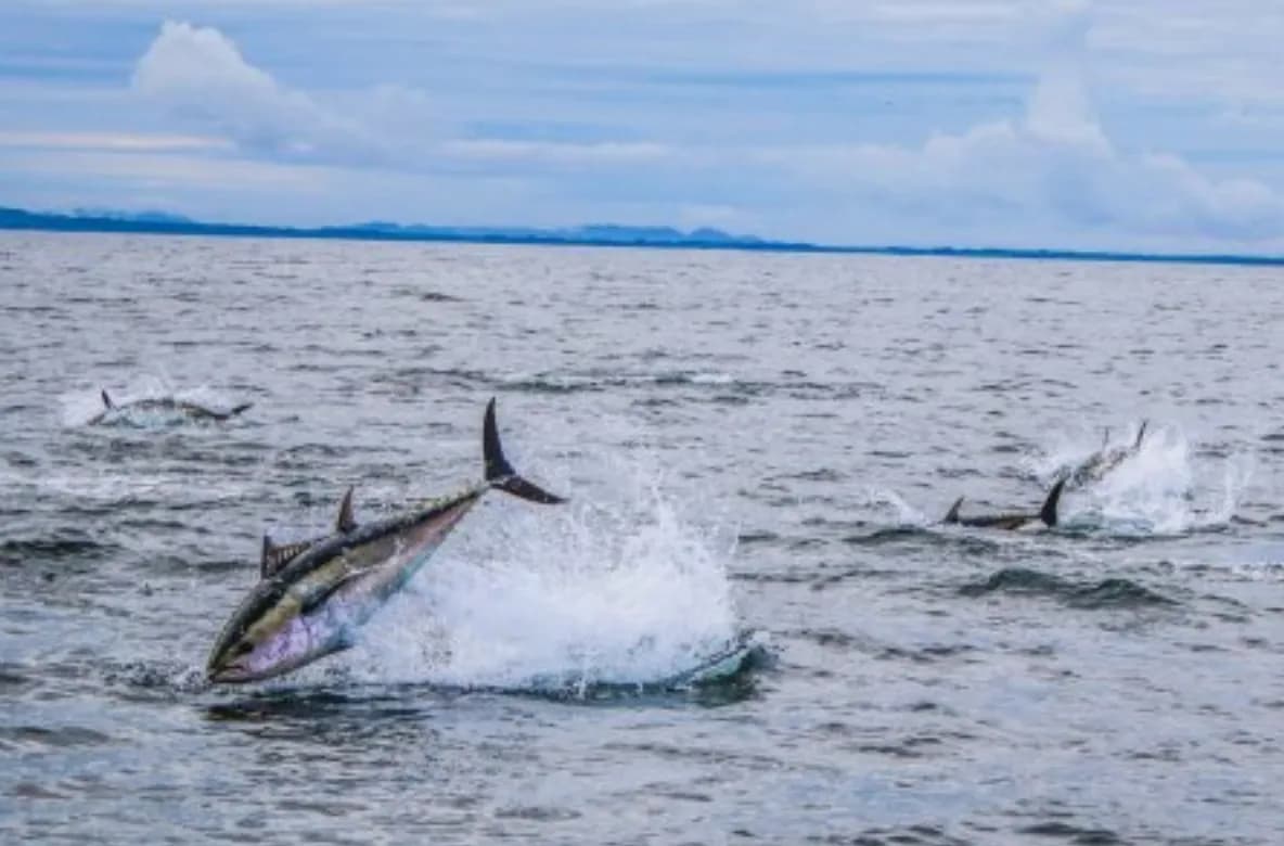 Un estudio desmiente la utilidad de las áreas marinas protegidas para preservar las especies altamente migratorias