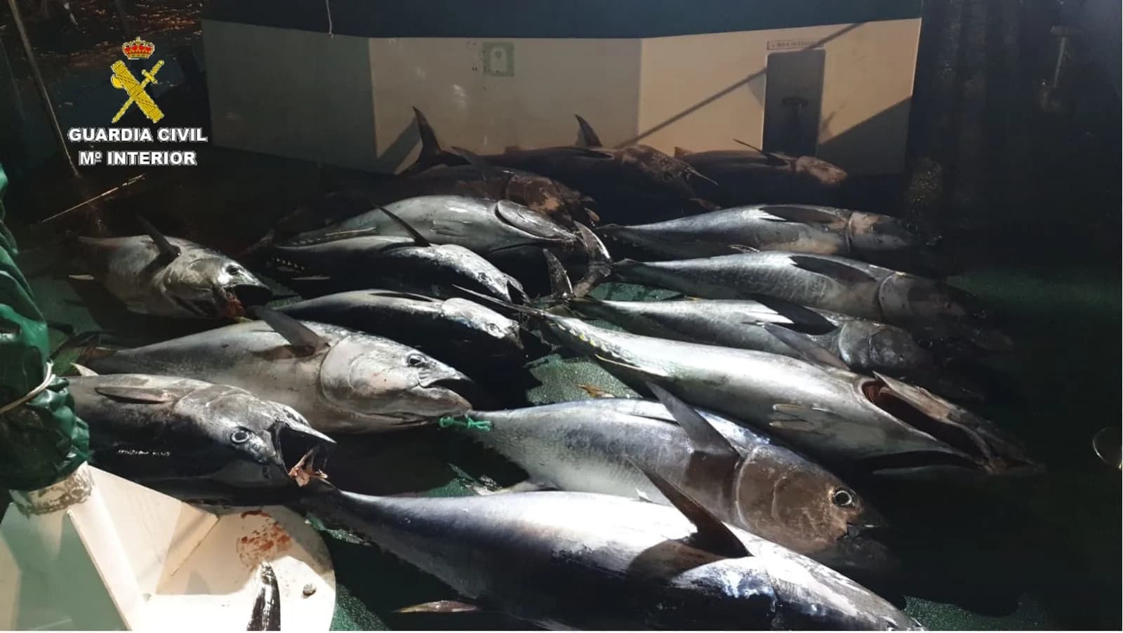 La Guardia Civil interviene más de 760 kilos de atunes rojos