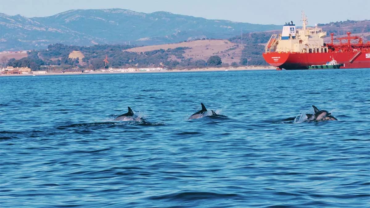La APBA convoca el concurso de fotografía ambiental «Naturaleza y Puerto: Bahía de Algeciras y Tarifa»