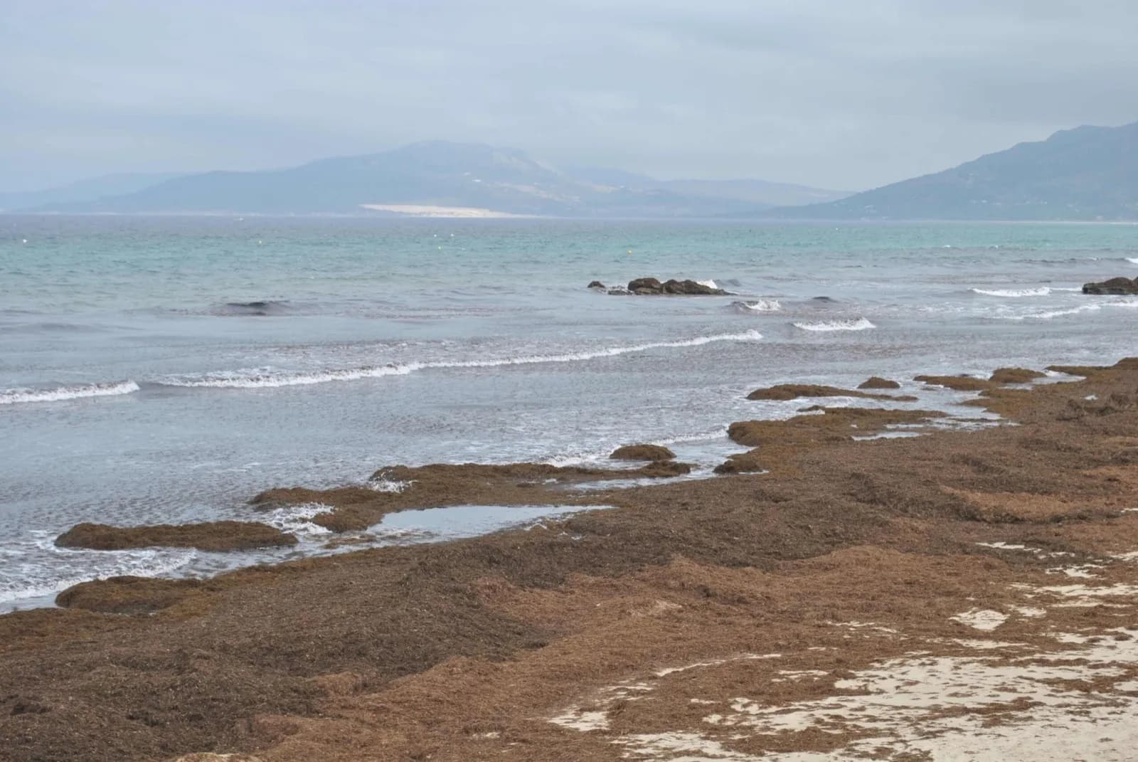 El Ayuntamiento de Tarifa reclama ayudas supranacionales para enfrentar la invasión de algas en sus playas