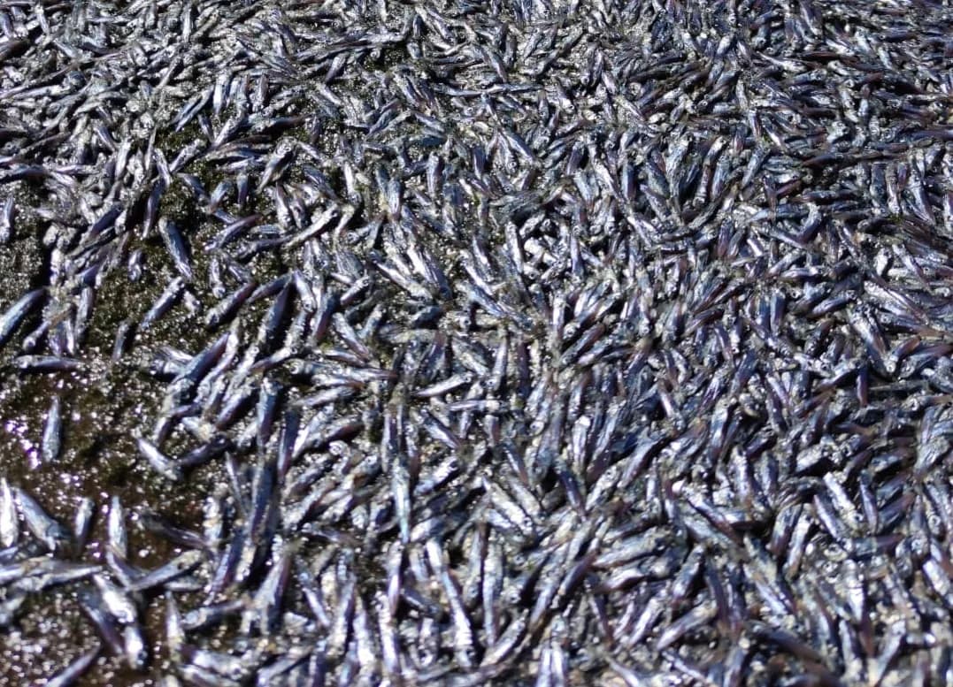 Mortandad masiva de peces en aguas de la Bahía