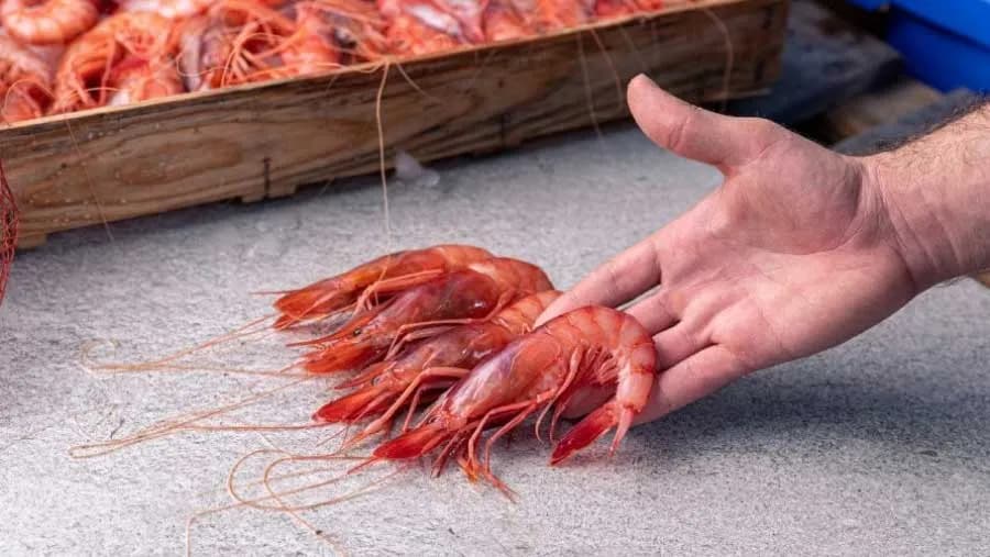 La Organización de Productores Pesqueros de Almería presenta la marca «Gamba Roja de Almería»