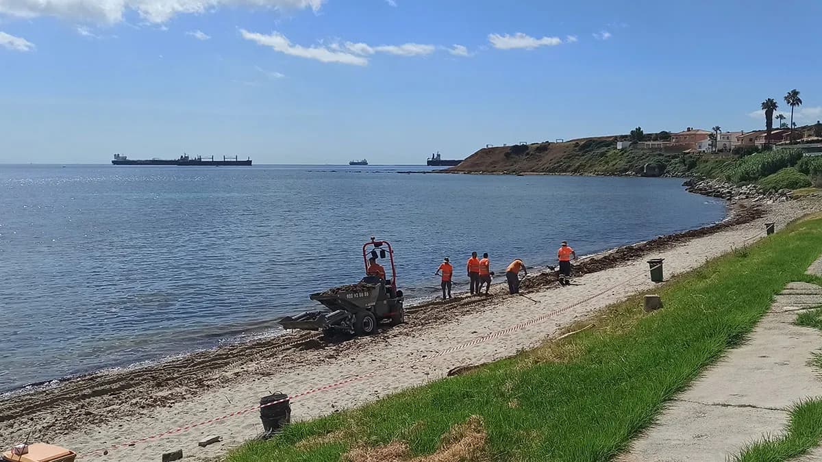 La APBA inicia las tareas de limpieza del alga invasora en El Chinarral y La Caleta