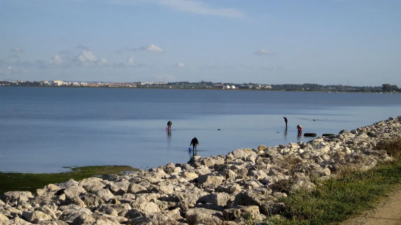 Abierto el plazo para solicitar 121 licencias de marisqueo a pie en Cádiz, Huelva y Sevilla