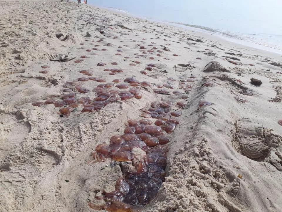 Nueva aparición de medusas en la Playa de la Victoria en Cádiz
