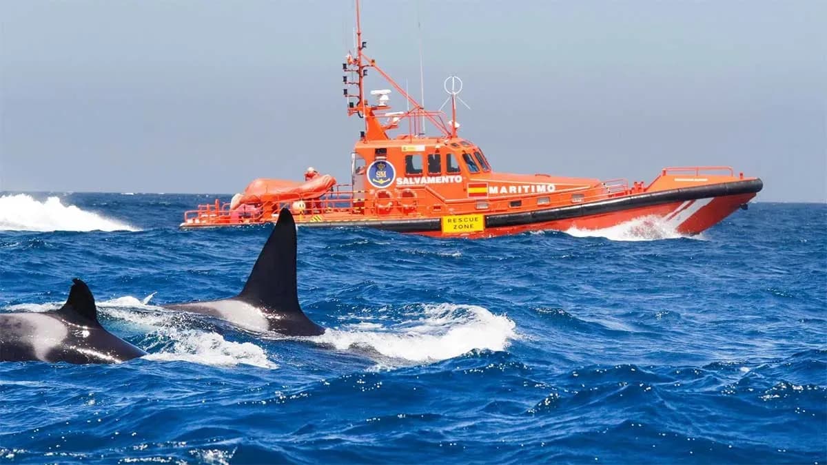 Las interacciones con orcas descienden en el estrecho de Gibraltar y el golfo de Cádiz pero aumentan en la costa norte de España