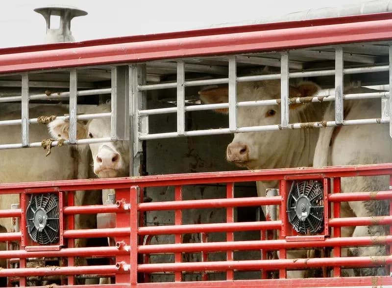 Tránsito 2000 muestra su satisfacción por el nuevo plan para controlar la temperatura en los transportes de animales vivos por carretera