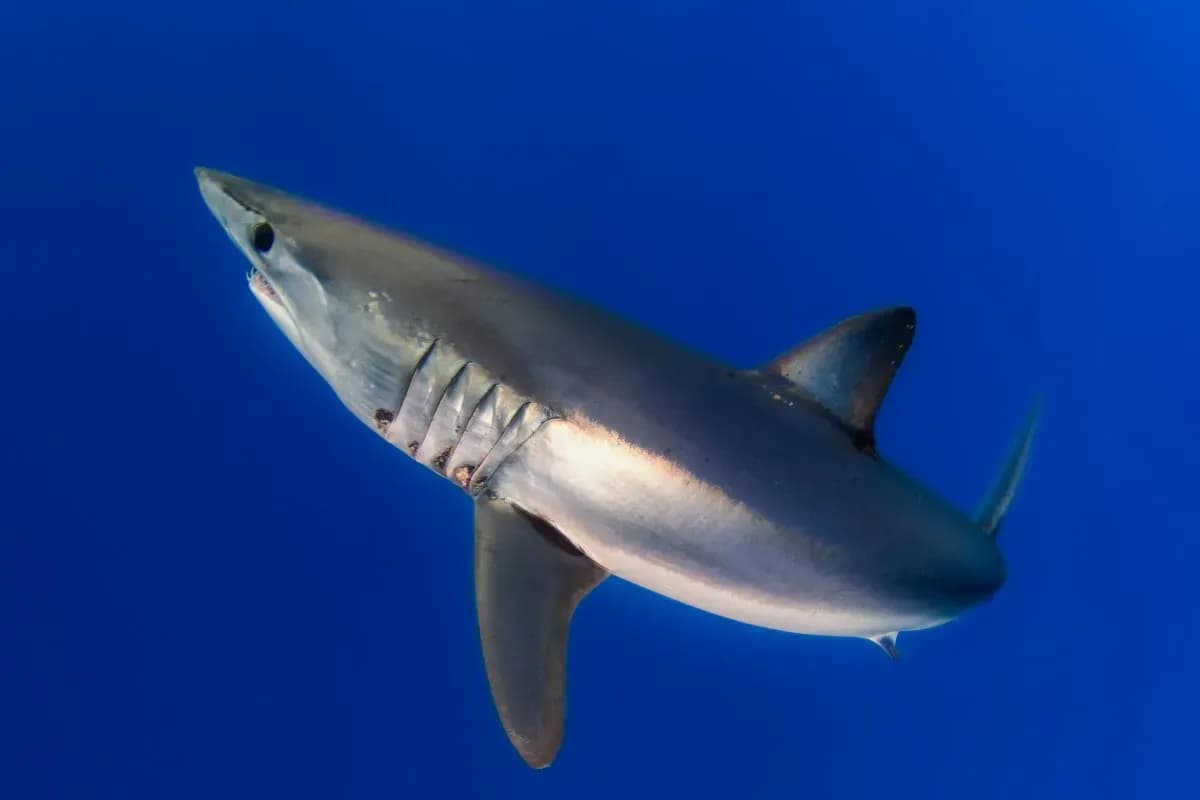 El IEO-CSIC presenta en Cartagena los avances de TIRRAQUI para proteger tiburones y rayas del Mediterráneo