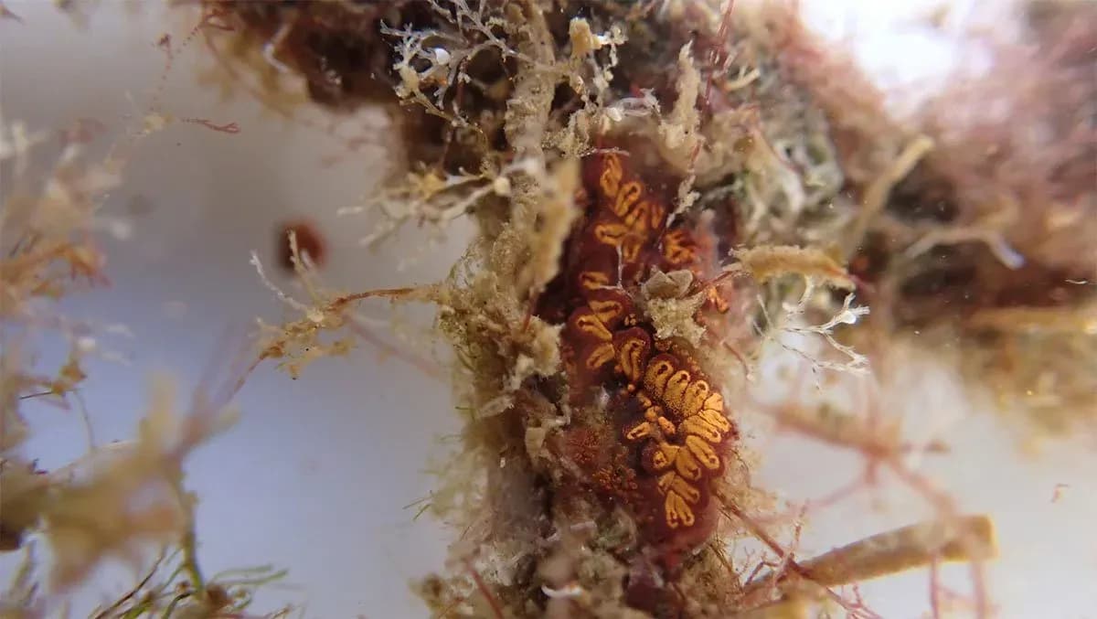 Los arrecifes biomiméticos del Puerto de Las Palmas registran un incremento del 54% en especies marinas