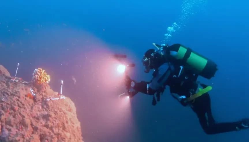 El IEO recurre a la tecnología 3D y a ‘gemelos digitales’ para proteger el coral candelabro en la costa de Granada