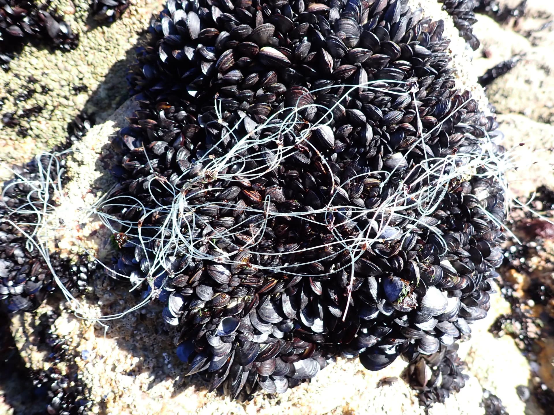 Un estudio demuestra que los residuos plásticos alteran el metabolismo y la estabilidad de los bancos de mejillón en la costa gallega