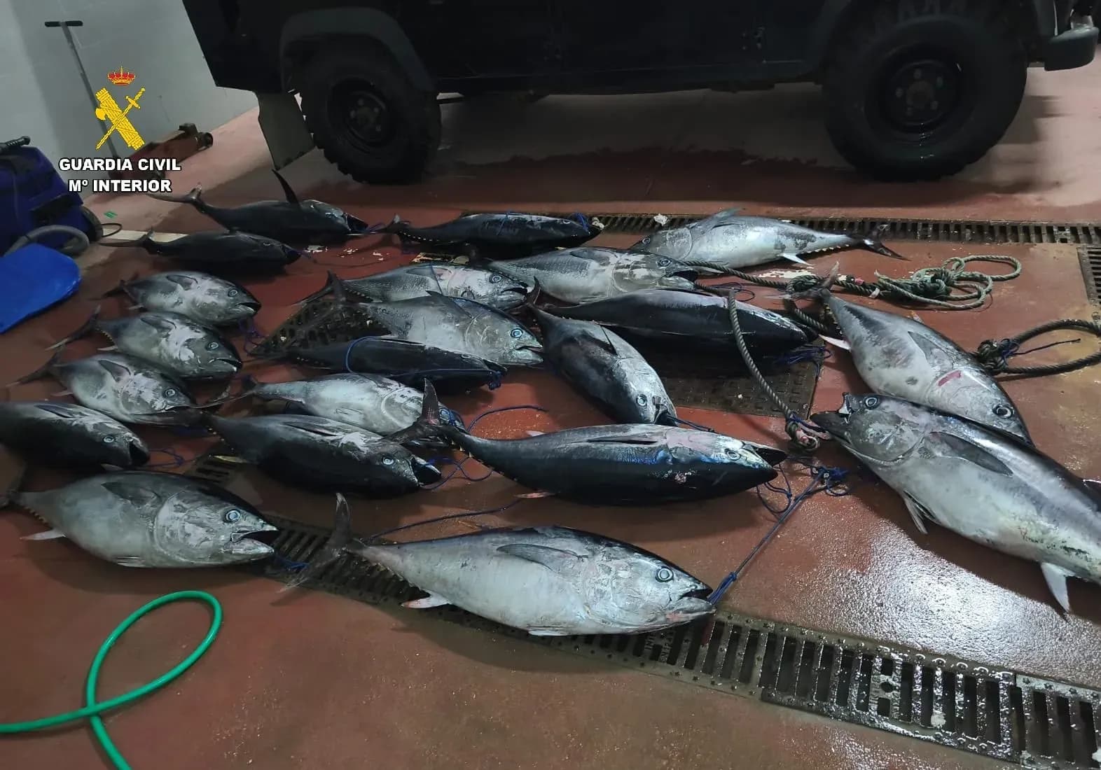 La Guardia Civil aprehende 21 piezas de atún rojo capturadas ilegalmente en el puerto de Tarifa