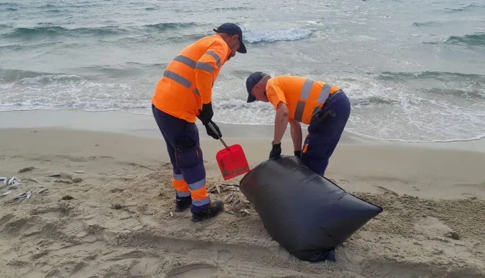 Retiran cientos de peces muertos aparecidos en la playa del Rinconcillo en Algeciras