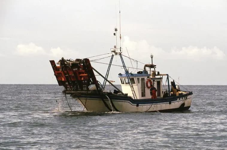 La Junta de Andalucía reabre la pesquería de chirla en la zona de Doñana Norte del Golfo de Cádiz