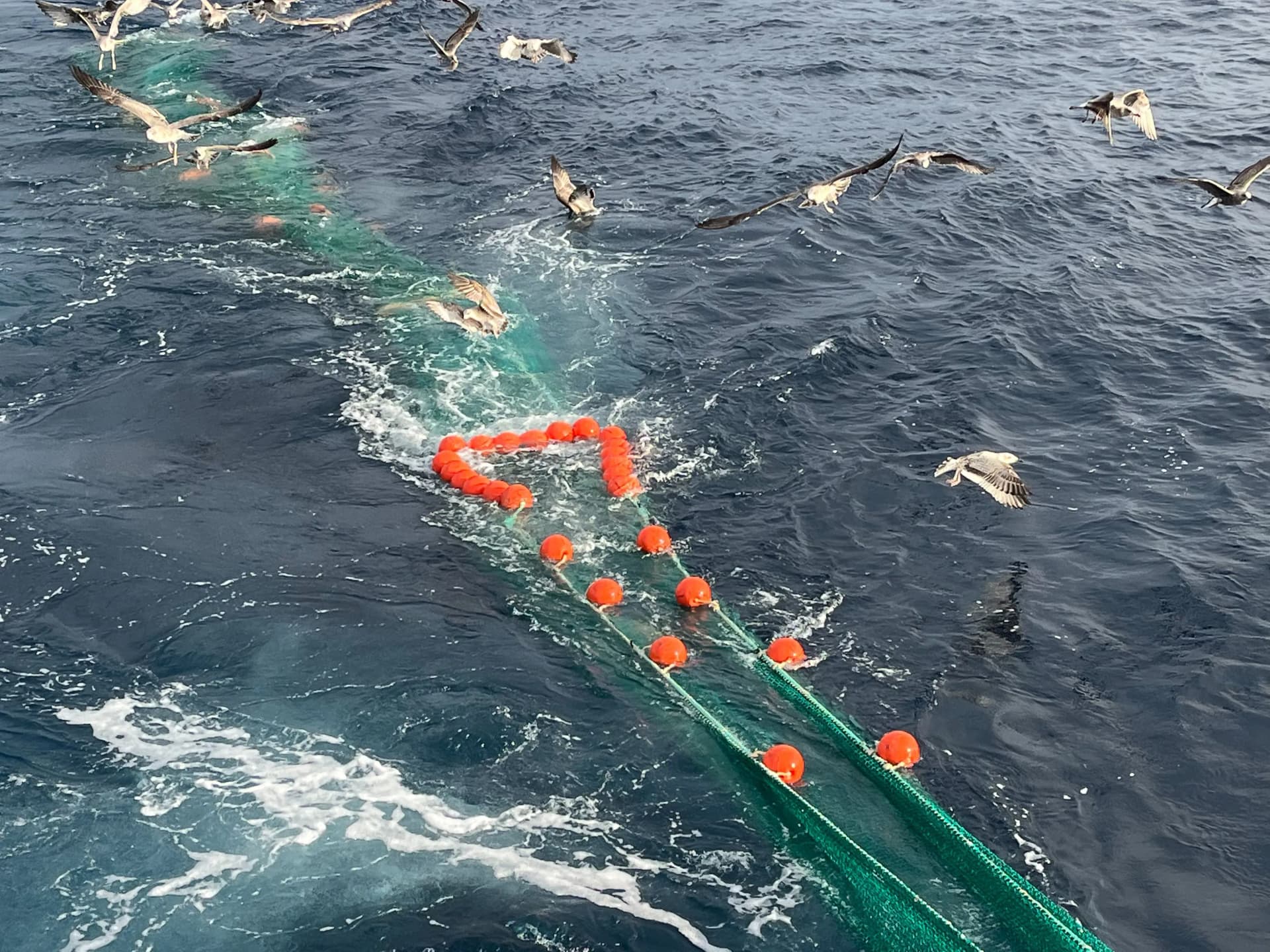 El IEO inicia en Vigo la campaña DESCARSEL para evaluar la selectividad de las artes de pesca y el impacto sobre los ecosistemas marinos