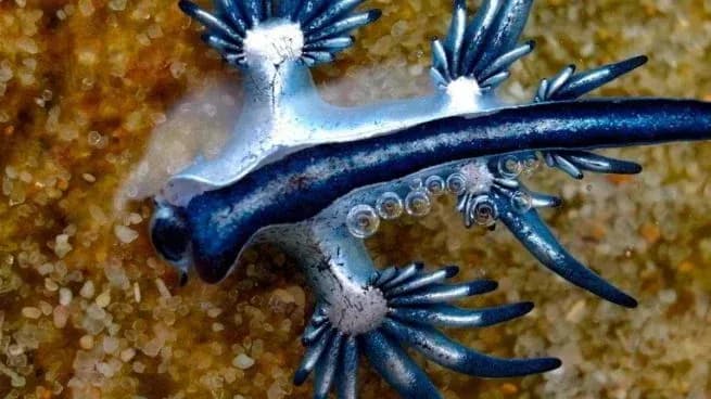 Alertan sobre la presencia del dragón azul en aguas de la Bahía de Algeciras