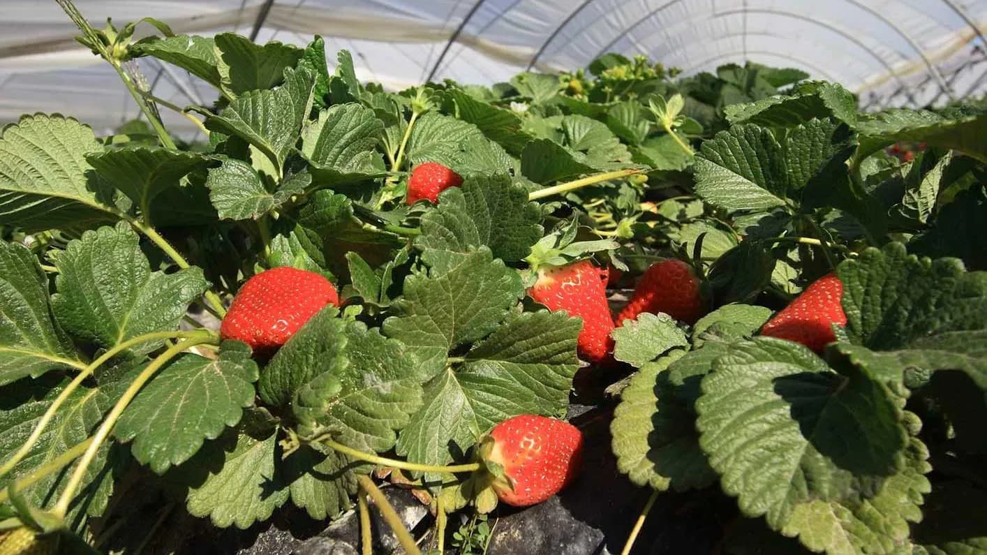 Las exportaciones andaluzas de frutas alcanzan los 982 millones de euros en el primer trimestre del año