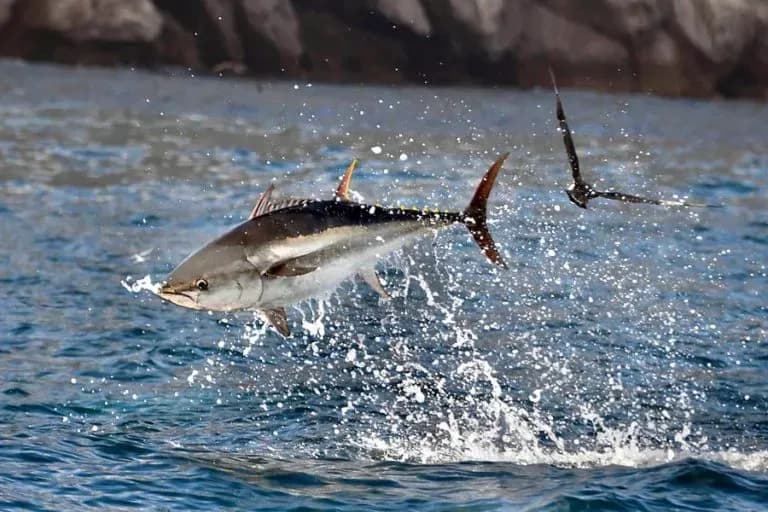 Gibraltar interrumpe la temporada de pesca del atún rojo hasta el 6 de agosto