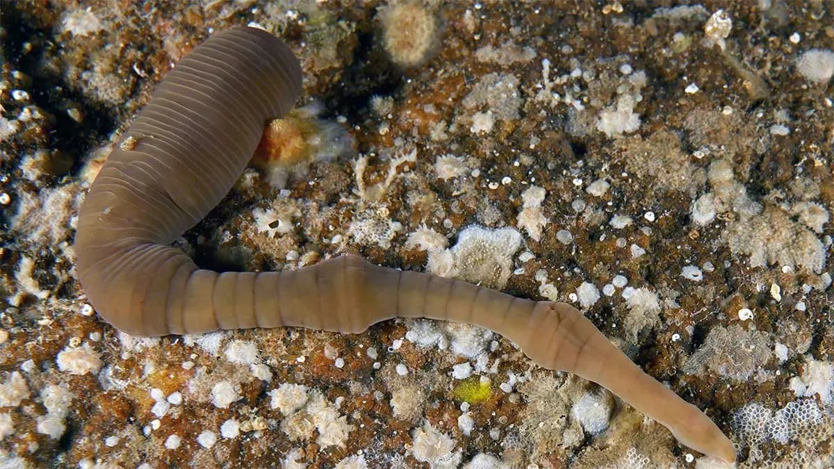 El Instituto Español de Oceanografía coordina la actualización de la lista patrón de especies marinas en aguas españolas
