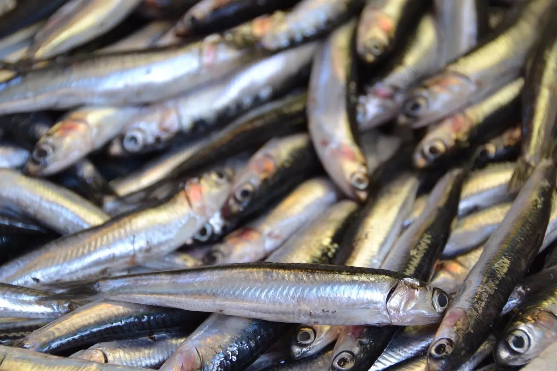 Un nuevo estudio del IEO propone mejorar la estimación de cuotas de pesca del boquerón