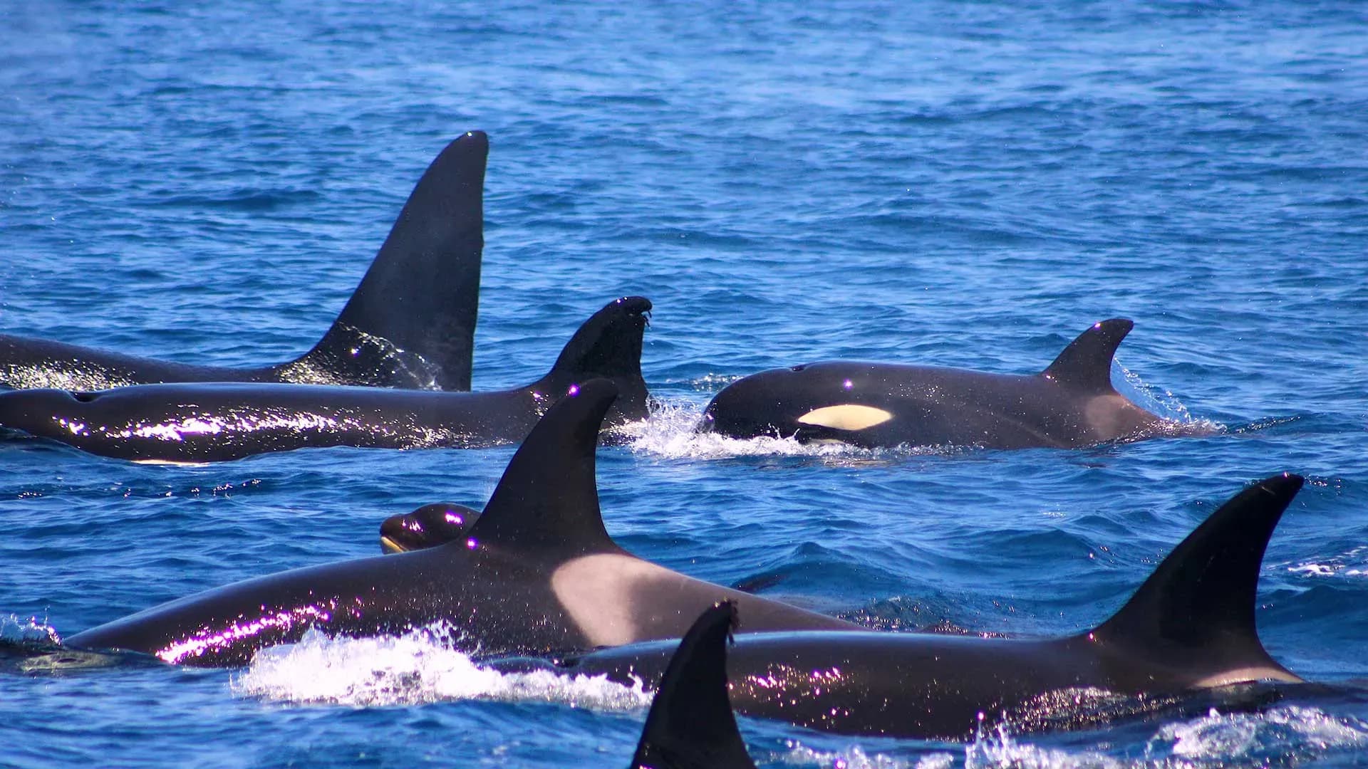 El MITECO autoriza una campaña sobre la orca ibérica mientras el GTOA advierte de su crítico estado demográfico