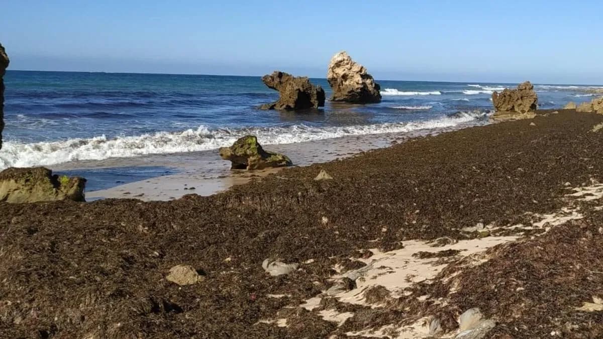 Tarifa estudia convertir las algas invasoras en biogás para afrontar su impacto medioambiental