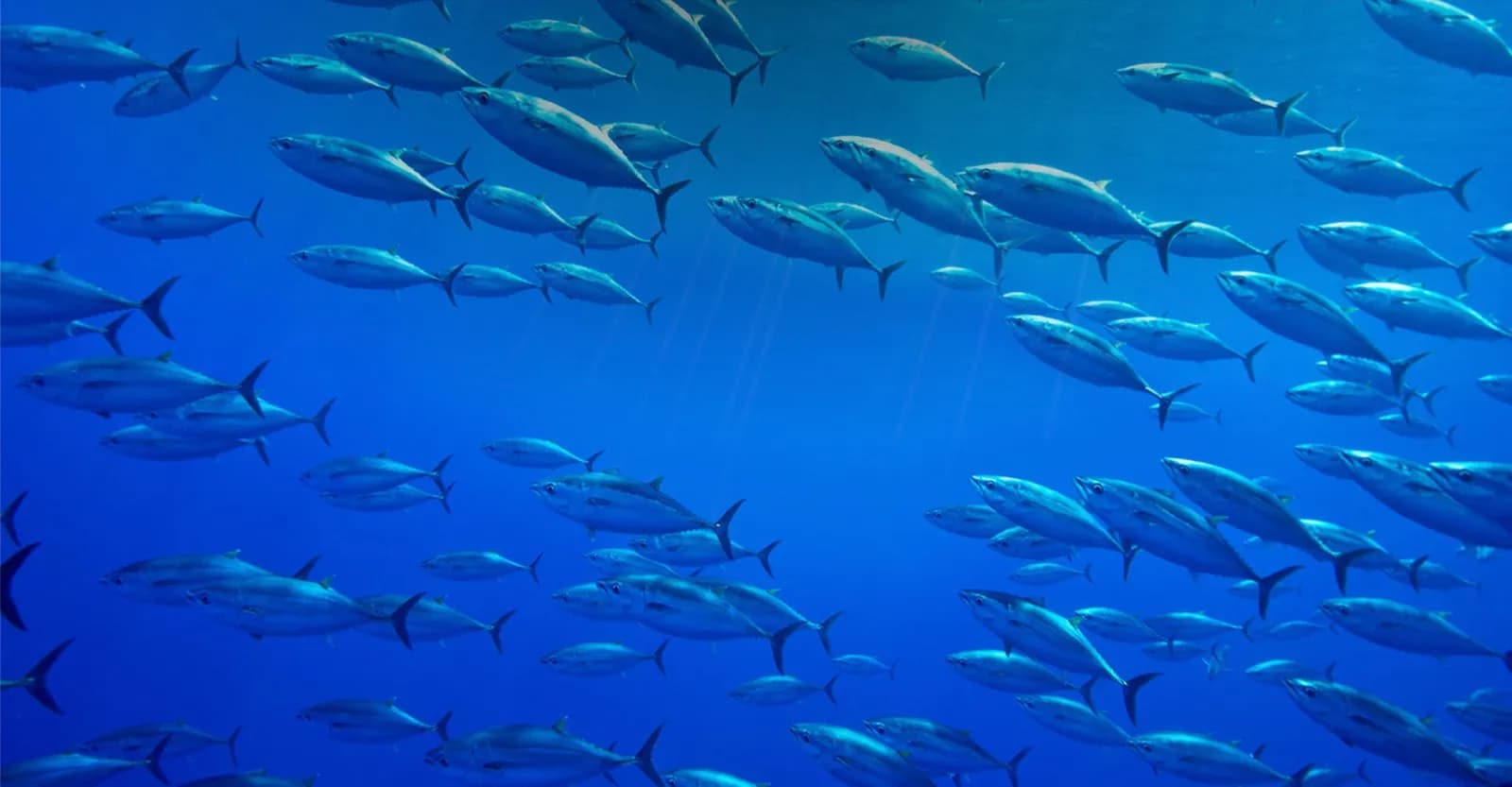El atún se convierte en la conserva de pescado más consumida por el 66% de los españoles