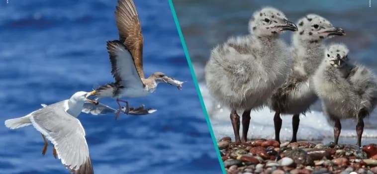 SEO/BirdLife presenta una versión digital de la exposición “Las aves, nuestros ojos en el mar”