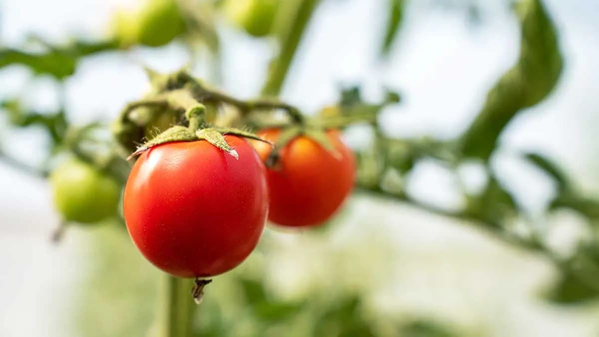 Marruecos se mantiene como primer proveedor de frutas y hortalizas de España por valor durante el primer semestre