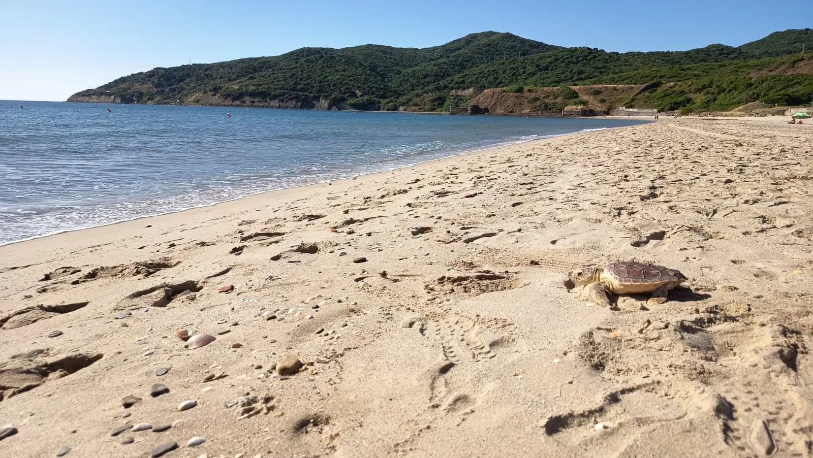 La Junta de Andalucía libera dos ejemplares de tortuga boba en la playa de Getares tras su recuperación en el CEGMA
