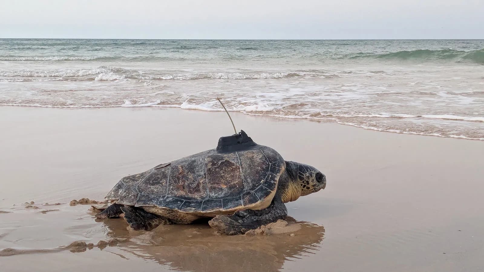 La Junta de Andalucía devuelve al mar 35 tortugas bobas tras su recuperación en el CEGMA de Algeciras