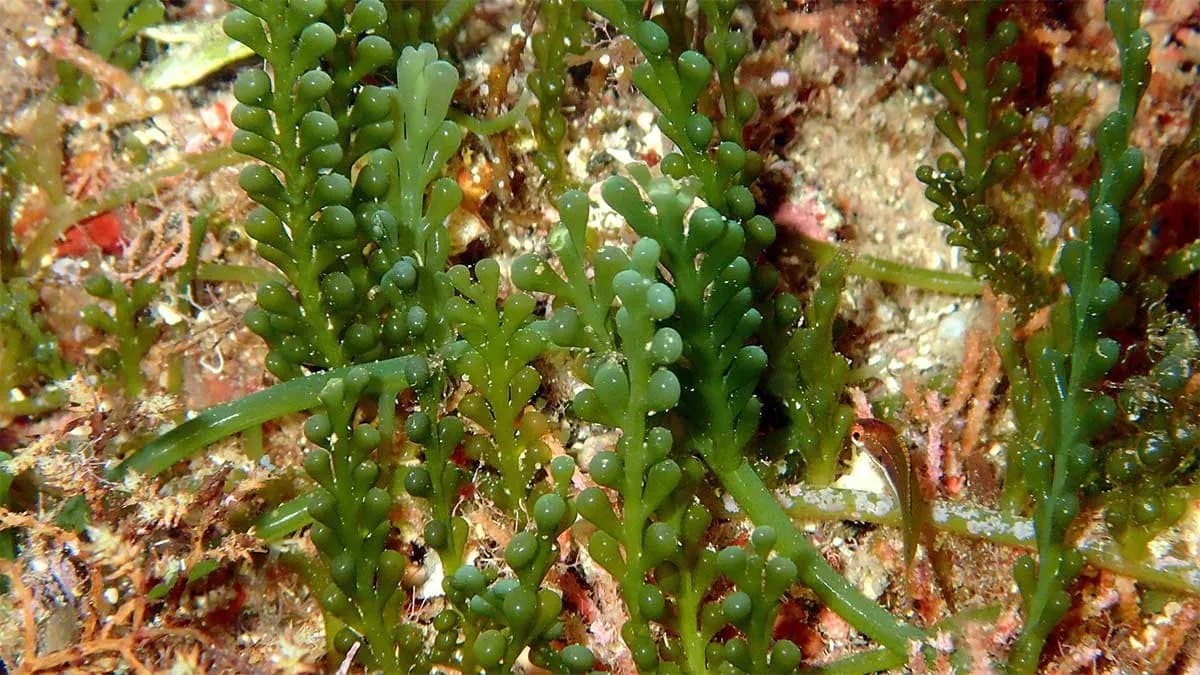 Un estudio del IEO-CSIC analiza 17 años de datos sobre el impacto de cinco especies de algas invasoras en el litoral de Menorca