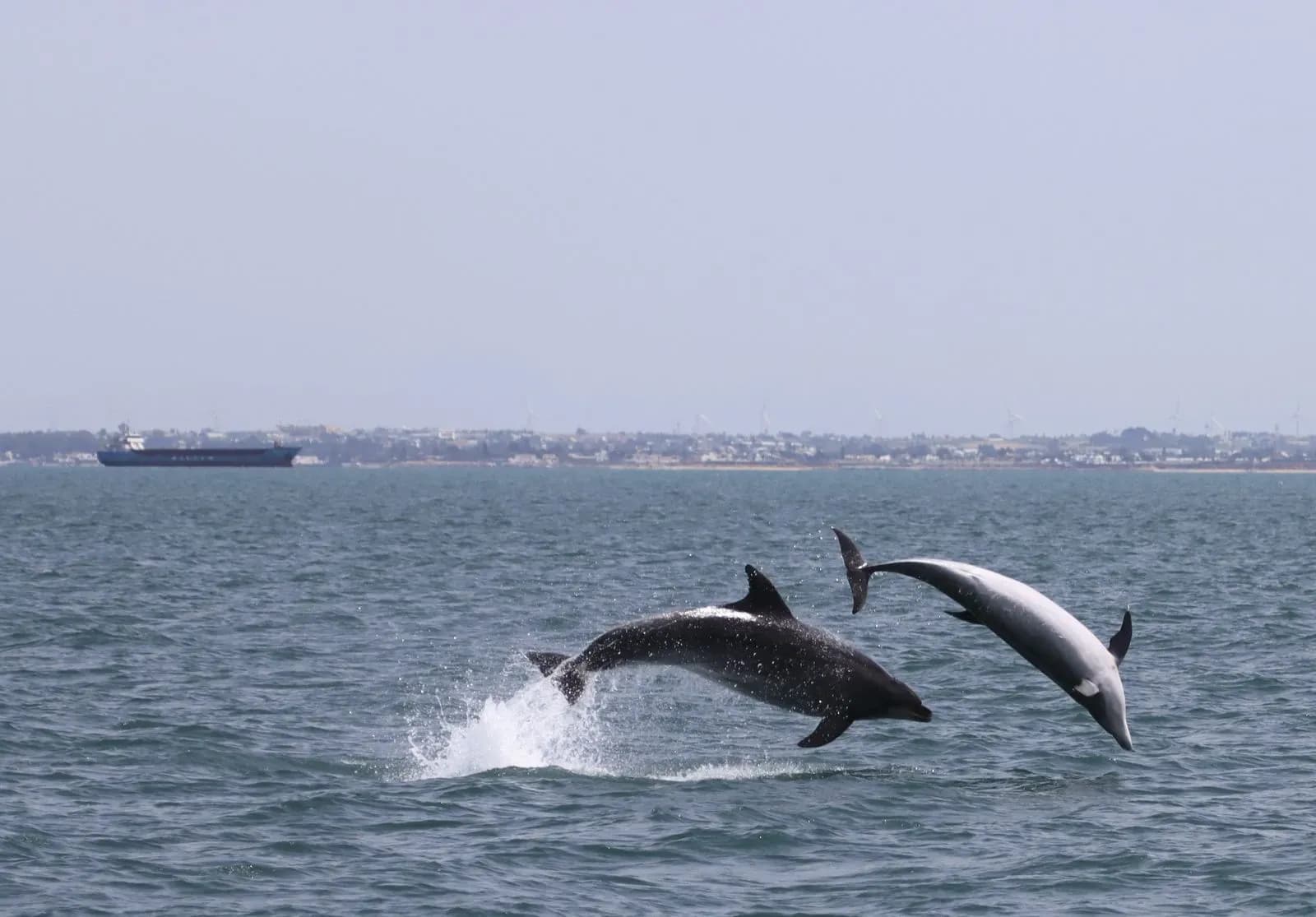 La Universidad de Cádiz participa en el proyecto BIOACUMAR sobre contaminantes emergentes en ecosistemas marinos