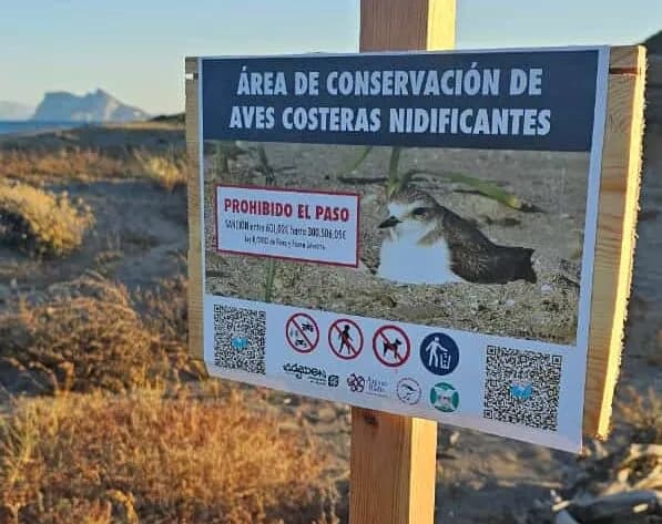 AGADEN lanza una campaña para proteger al Chorlitejo Patinegro en la playa de Guadalquitón